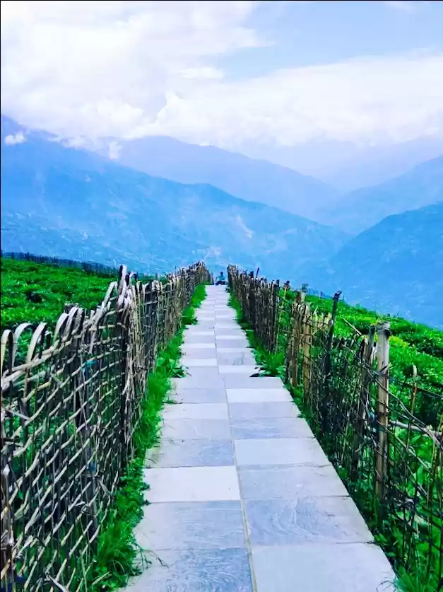 Photo of Tea plantation, sikk