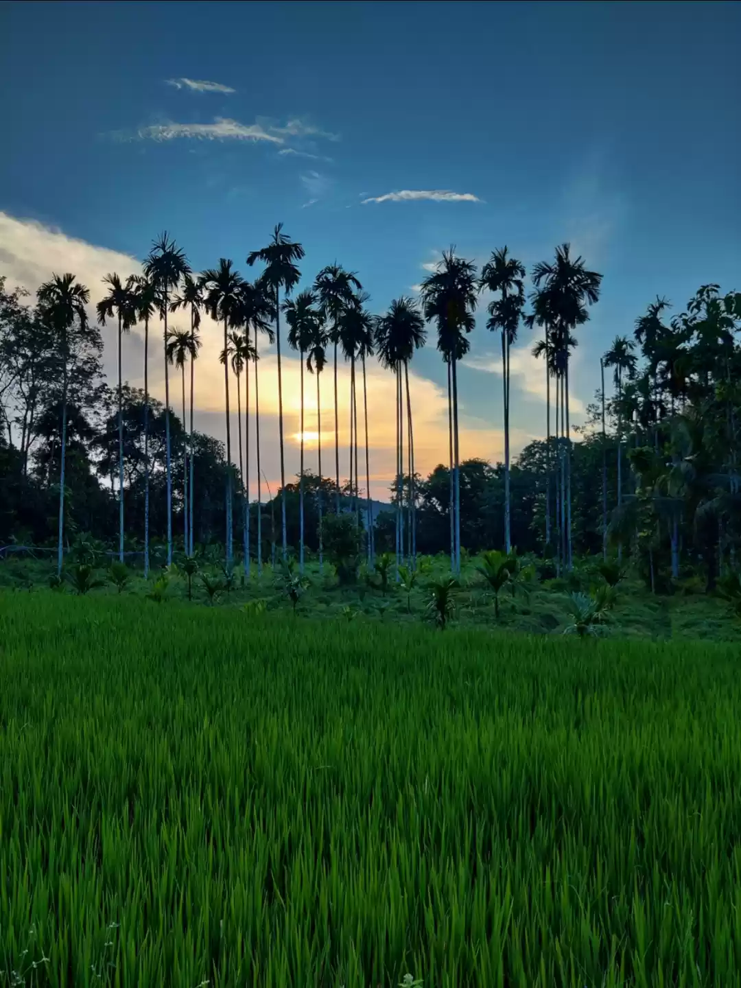 Photo of In the lap of nature