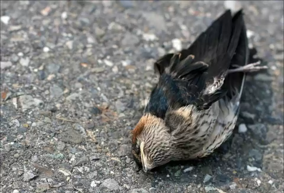 Photo of શું કામ આસામનું આ ગા