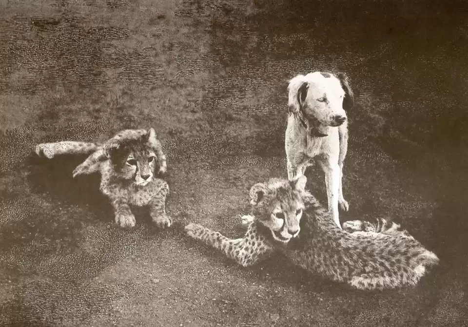 Photo of મધ્યપ્રદેશનું આ નાનક