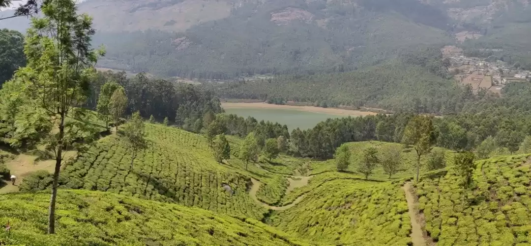 Photo of Munnar - of Teas and