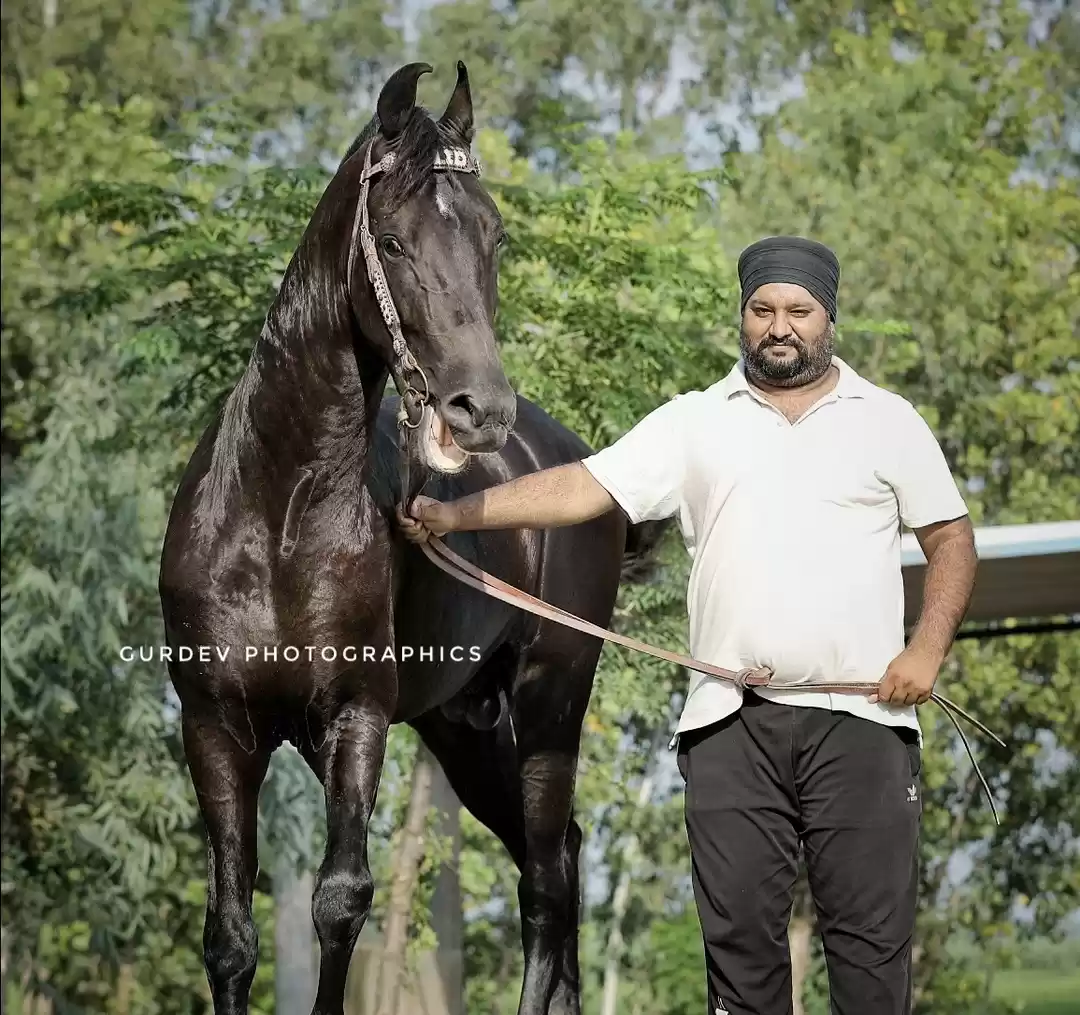 Photo of Horses lover