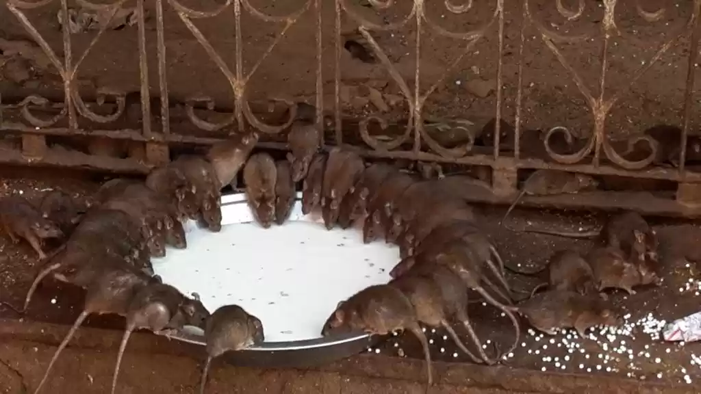 Photo of चूहों का झूठा प्रसाद