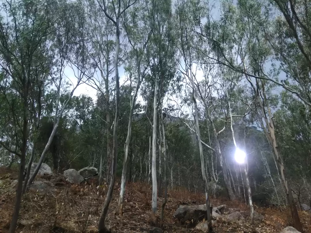 Photo of Beauty of NANDI HILL