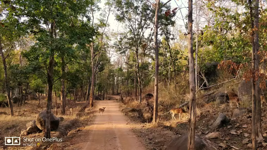 Photo of Pench National Park: