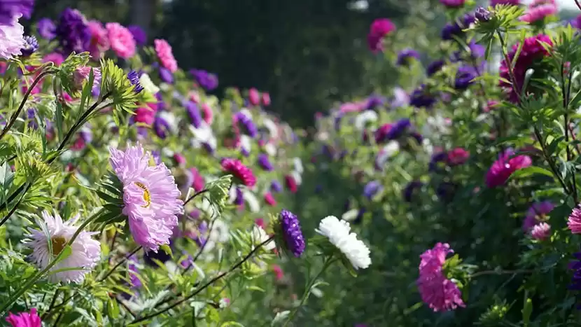 Photo of সাধ্যের মধ্যেই ঘুরে