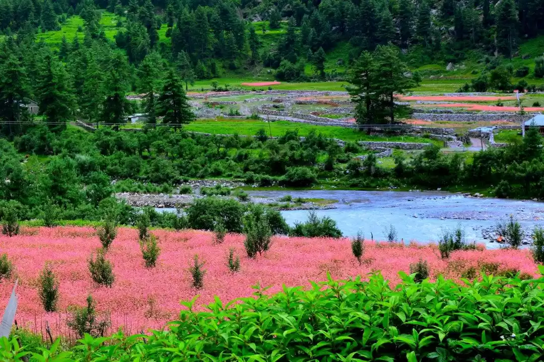 Photo of How I ditched Shimla