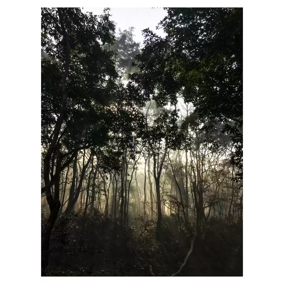 Photo of The mighty jungle