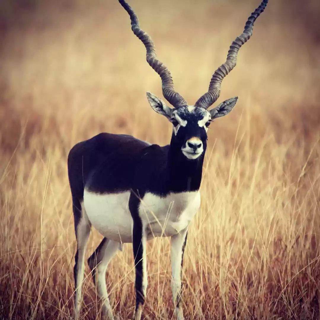 Photo of Blackbuck (Antilope 