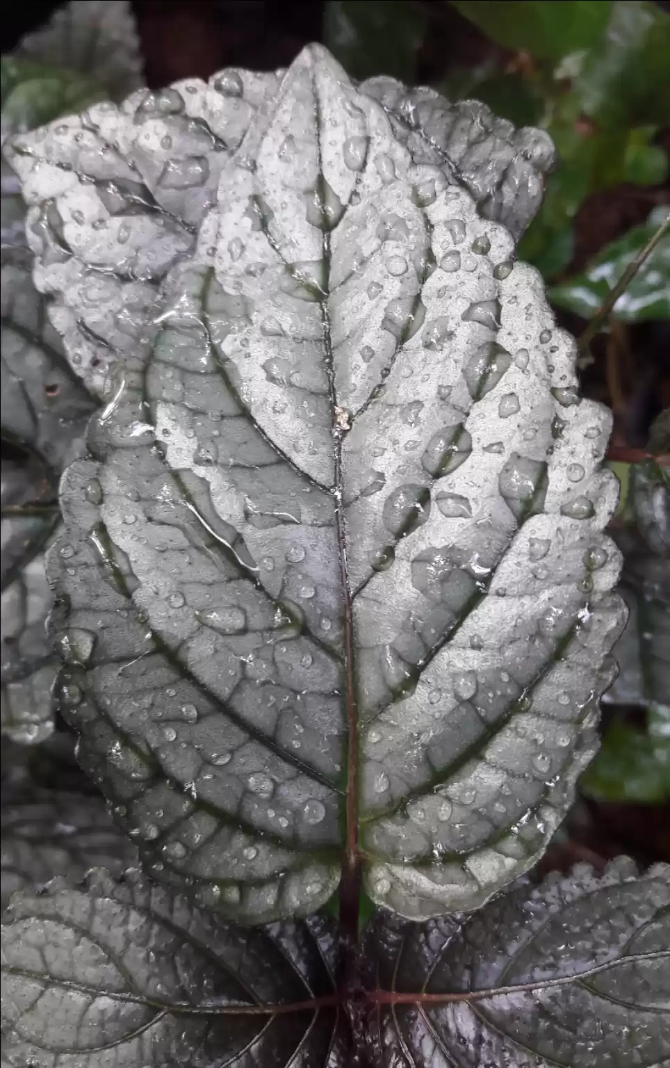 Photo of Spice Plantation