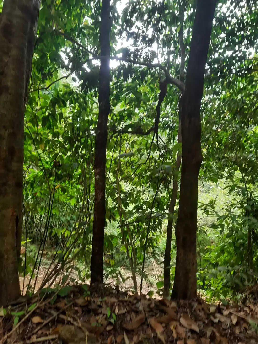 Photo of Silent Valley,Kerala