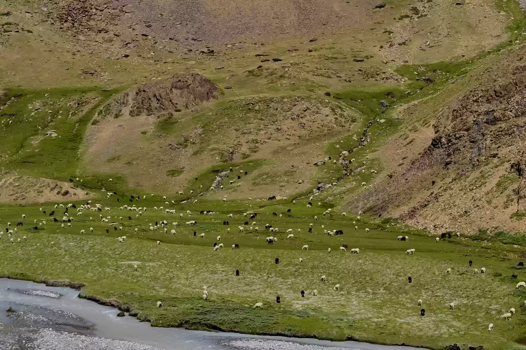 Photo of Chandratal - Pure an