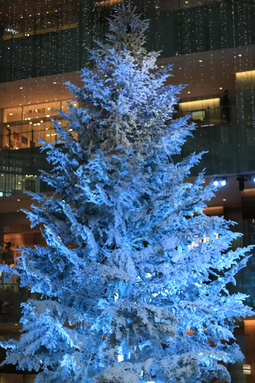 Photo of Christmas in Japan 2