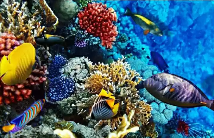 Photo of ये है भारत के समुद्र