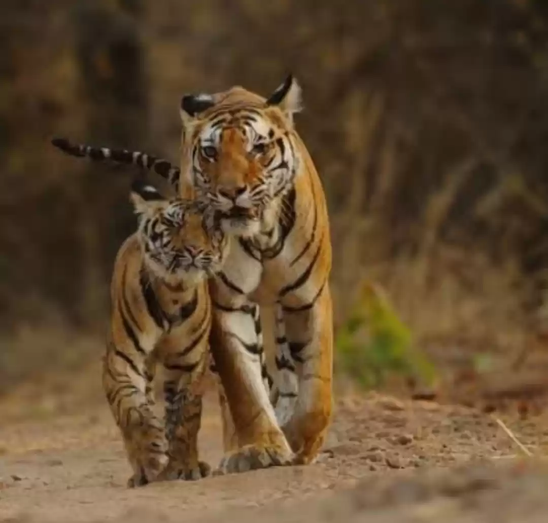 Photo of पर्यटकों के लिए 15