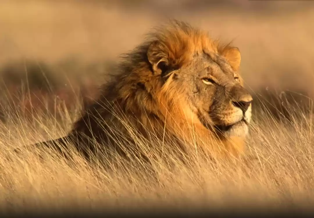 Photo of भारत को मिला नया लॉय