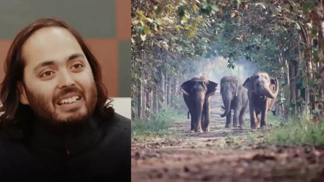 Photo of वनतारा : वन्यजीवो क