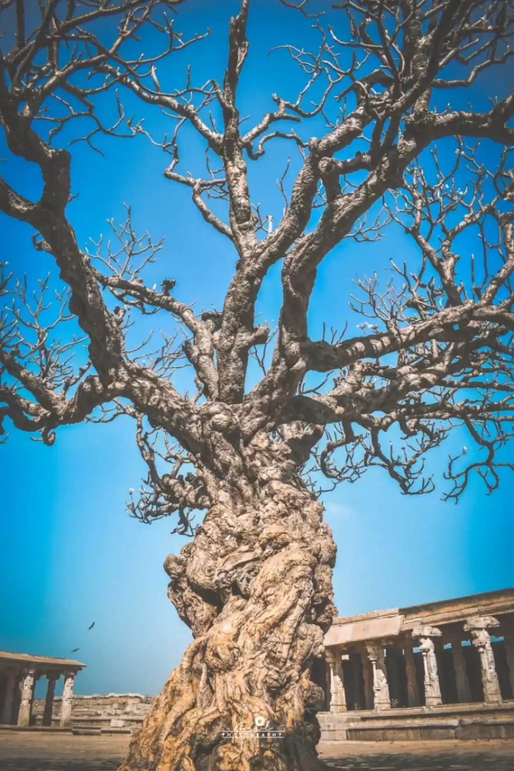 Photo of Wizened tree