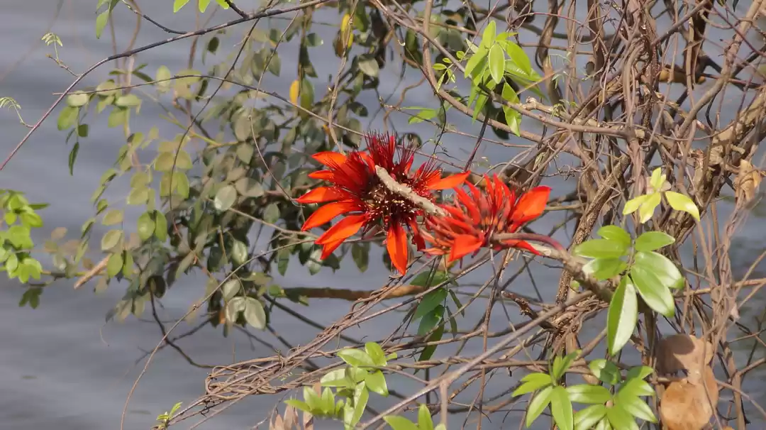 Photo of Blooms of Indian Cor