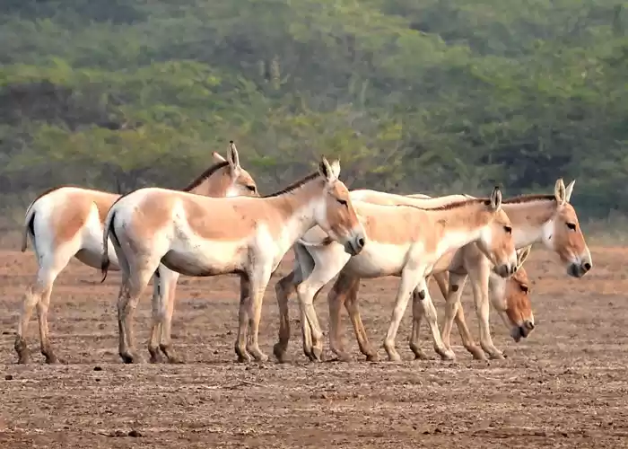 Photo of જંગલી ગધેડા અને અનેક