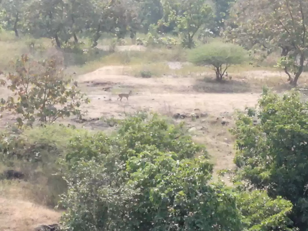 Photo of કાઠિયાવાડી ભોજન અને