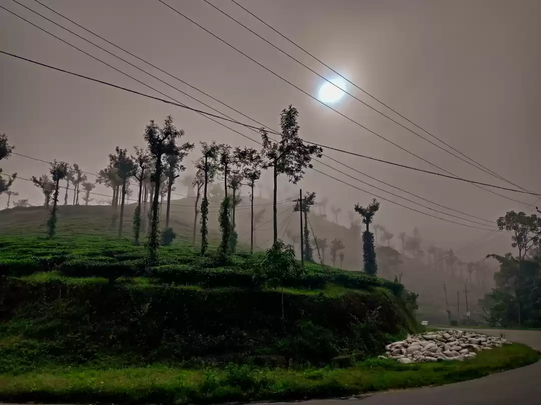 Photo of Tea plantation 