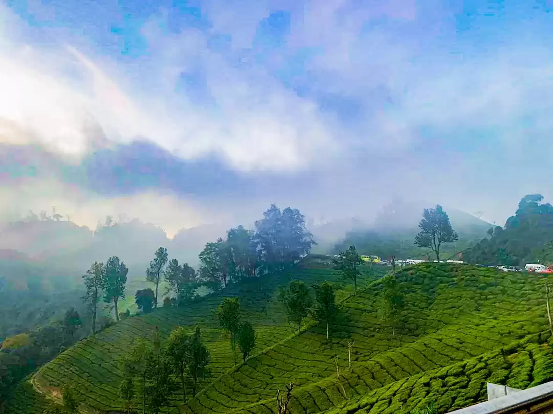 Photo of Misty tea plantation