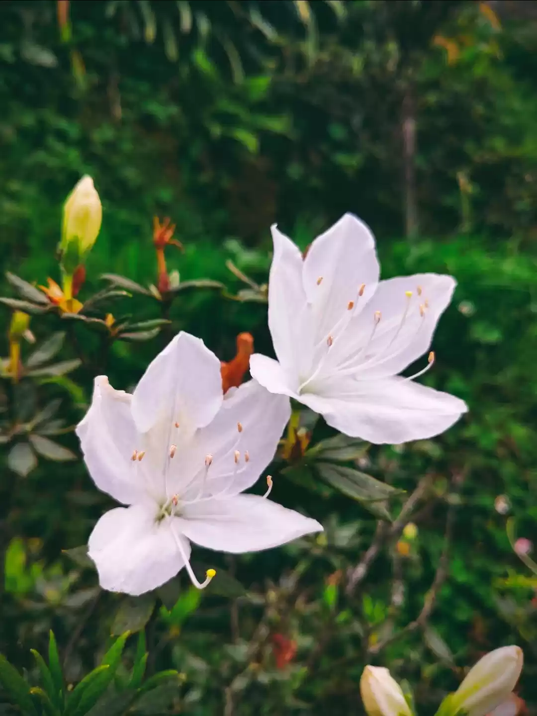 Photo of North and East SIKKI