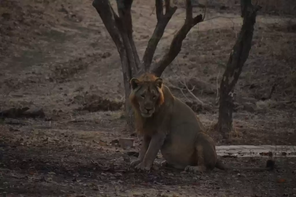 Photo of Put Down the Guns; W