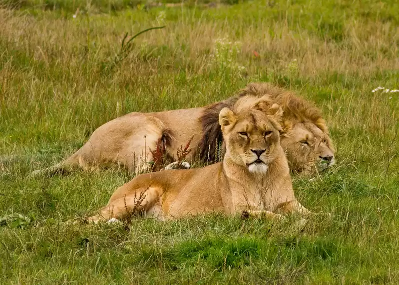 Photo of The Gir Night that R