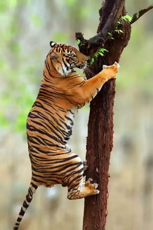 Photo of WAYS TO RANTHAMBHORE