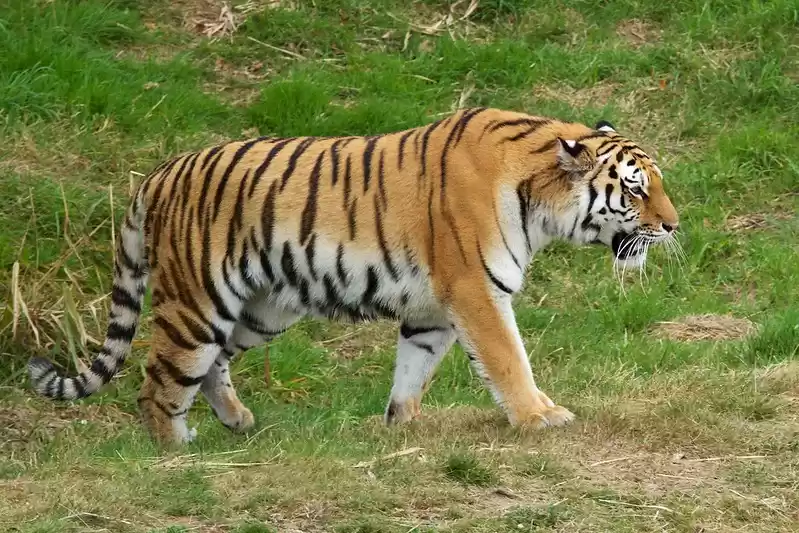 Photo of National Chambal Gha