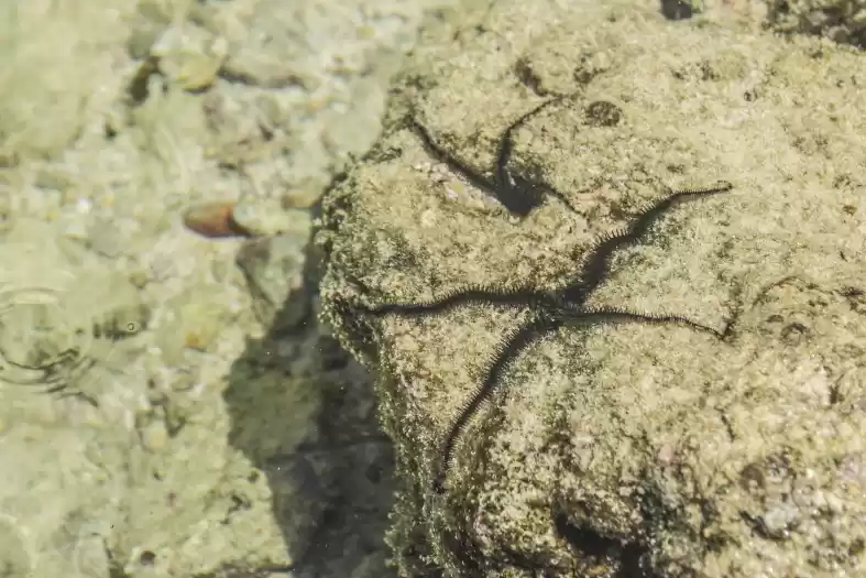 Photo of Soliloquy Of An Obse