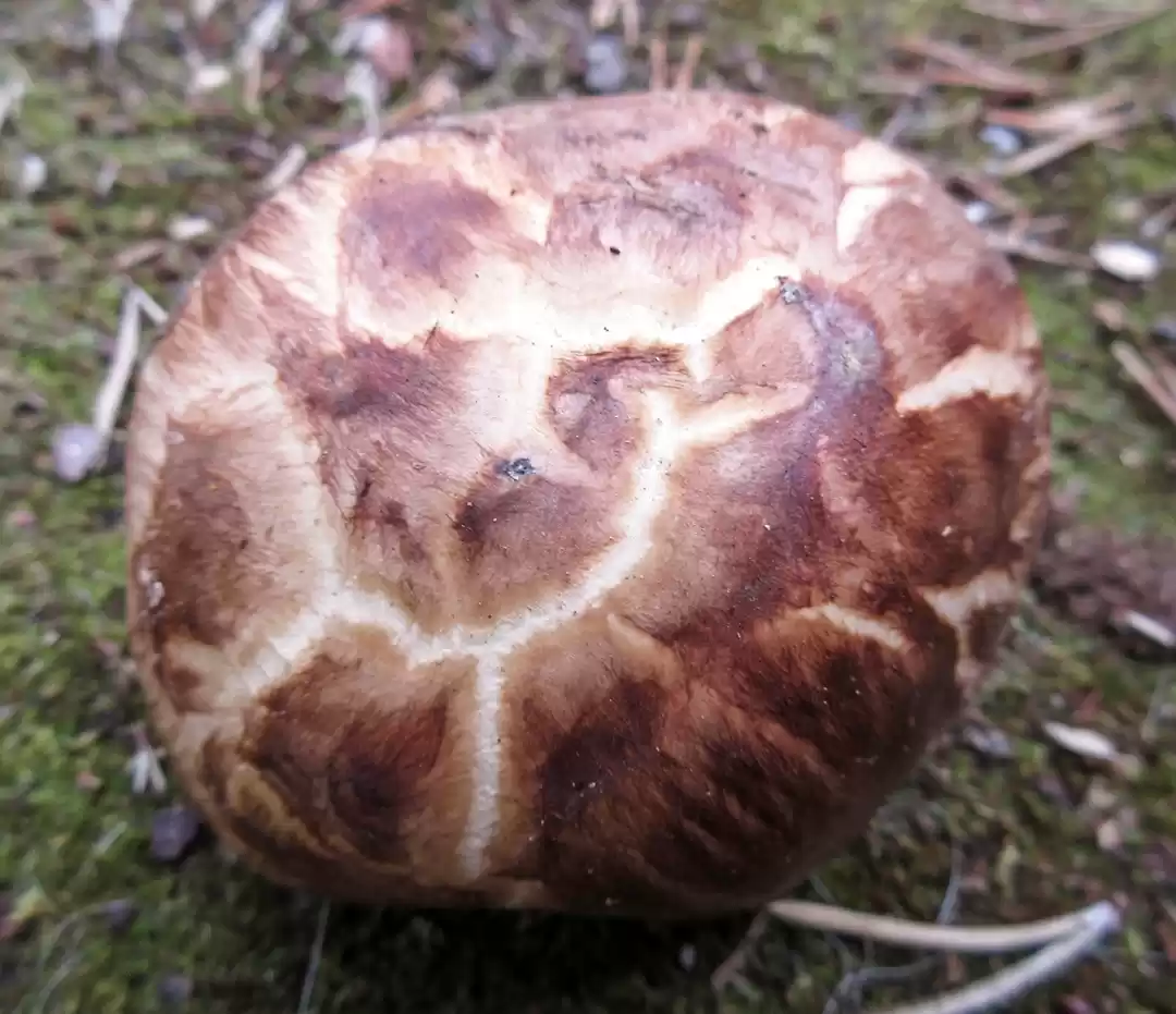 Photo of Lapland 2016, Sami