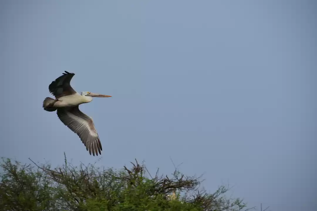 Photo of Vedanthangal Birds S