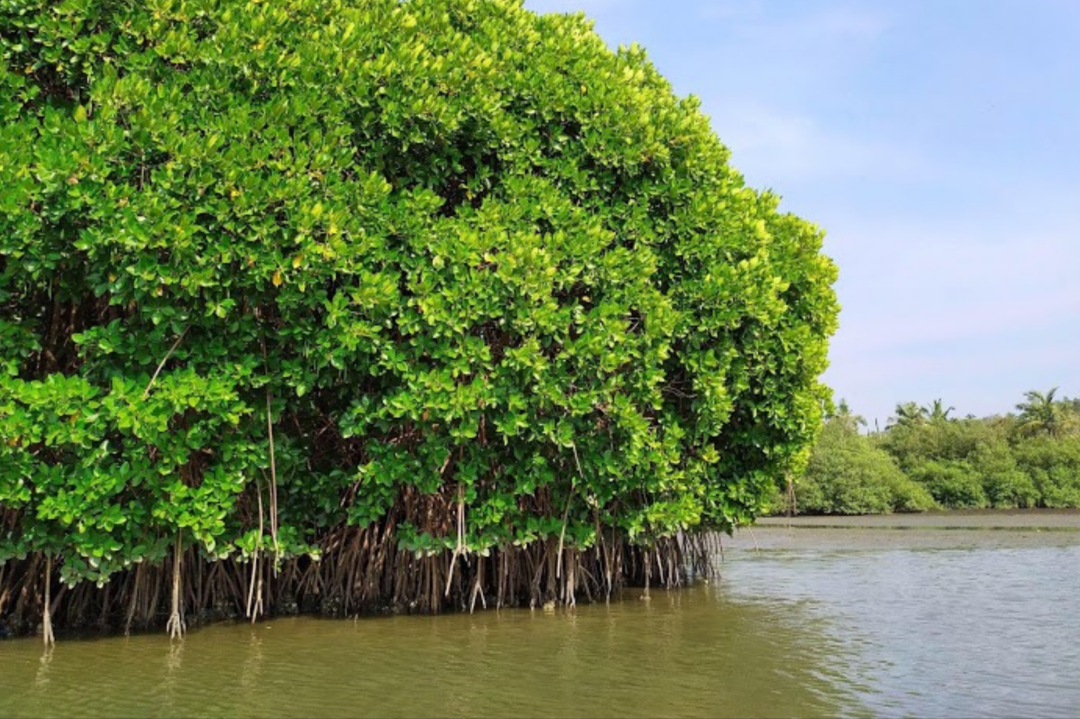 Photo of Kadalundi: Mangroves