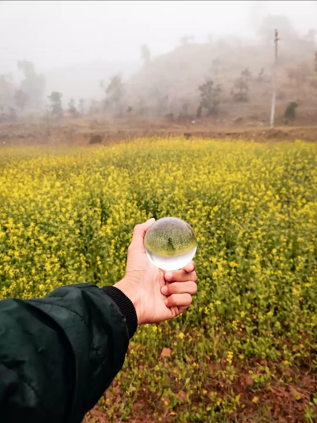 Photo of Mustard Farms