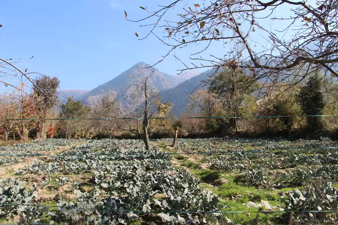 Photo of Naggar - capital of