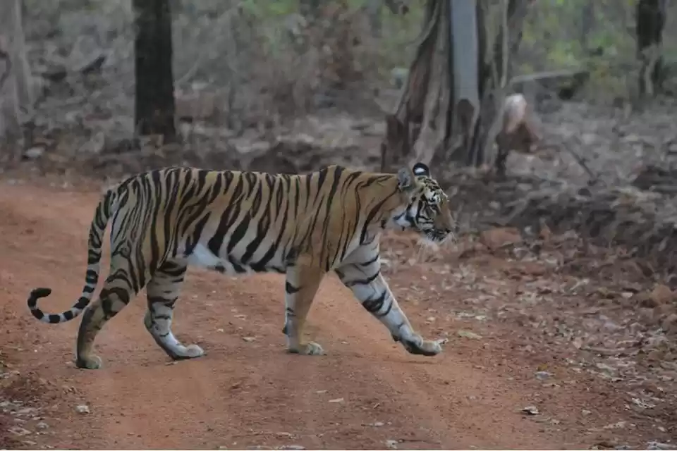 Photo of Tadoba Andhari National Park