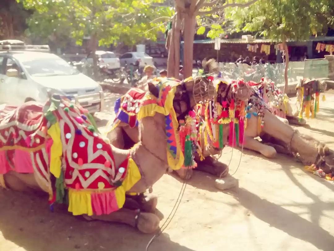 Photo of राजस्थान - शाही महिम