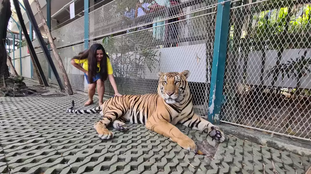 Photo of Pattaya Family Tour