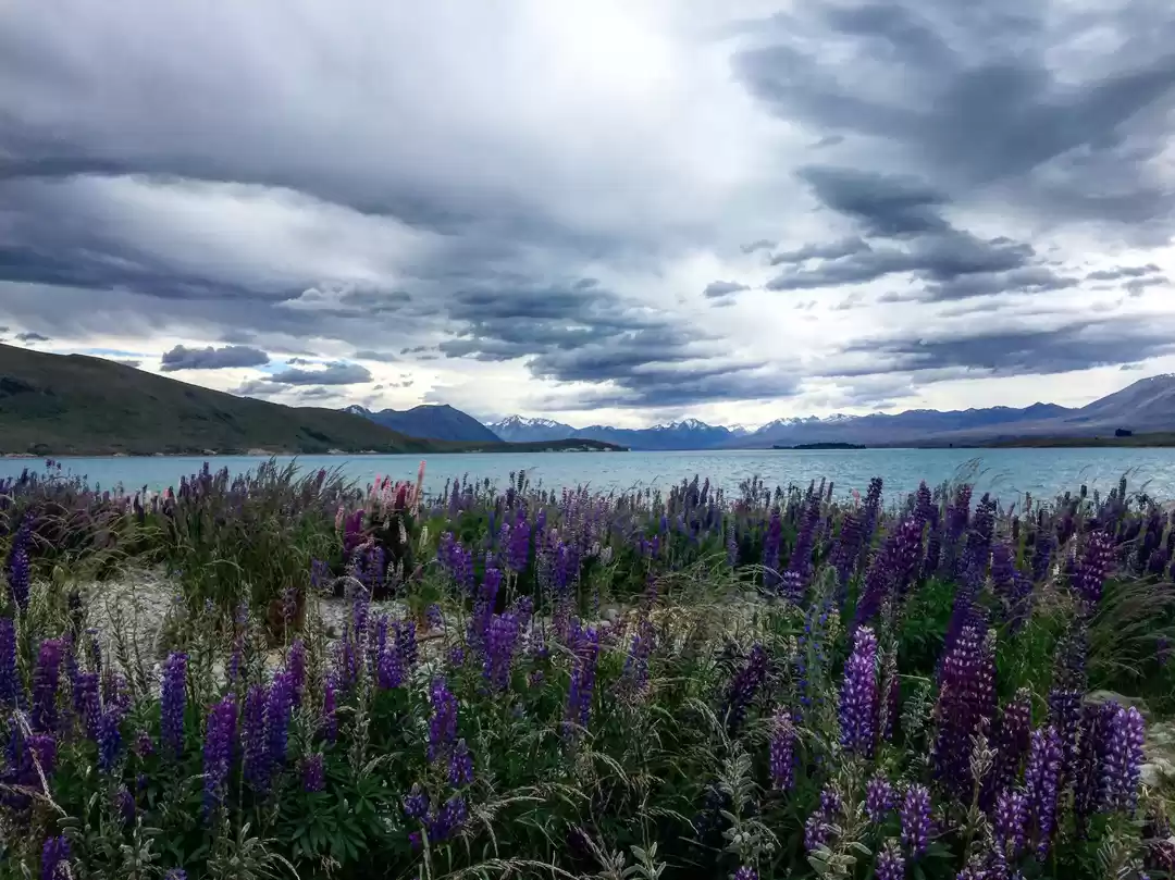 Photo of Pure Nature, Pure Ne