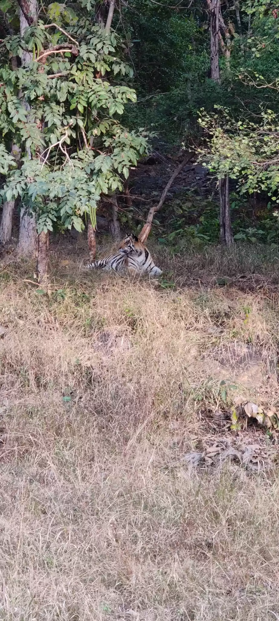 Photo of Panna national park