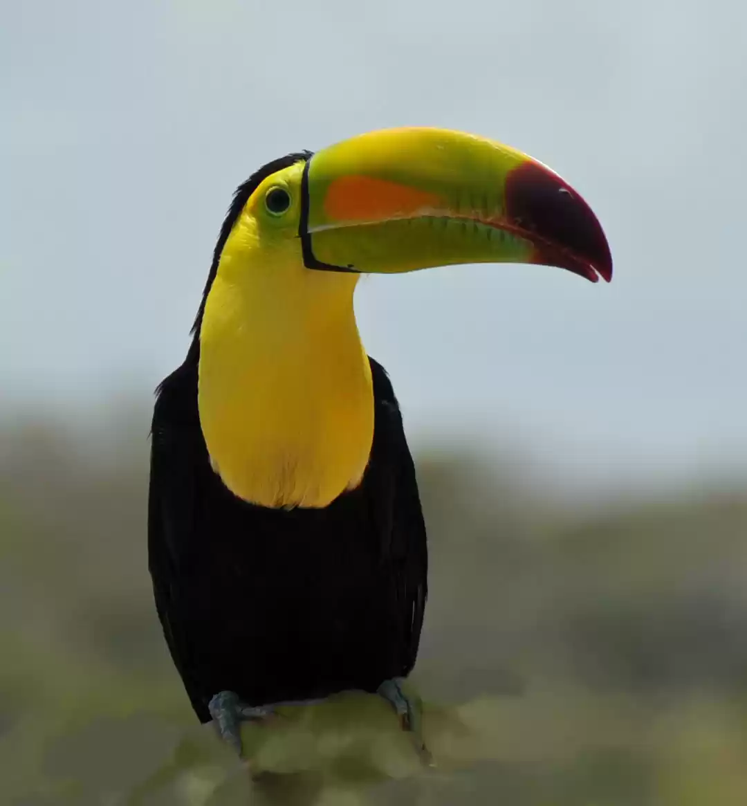 Photo of Ramphastos sulfuratu
