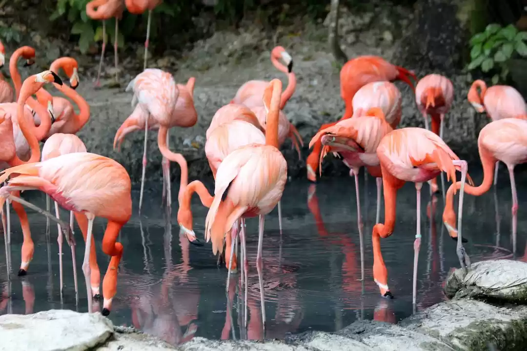 Photo of Millions Of Flamingo