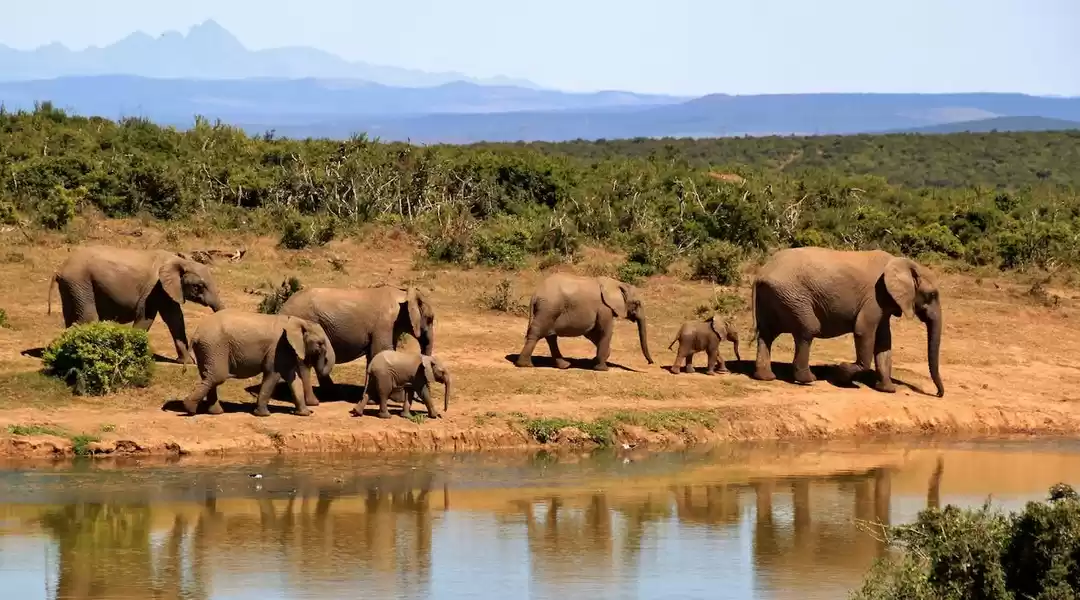 Photo of 9 Visa-Free Wildlife