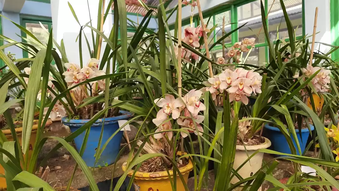 Photo of Takdah Orchid Center