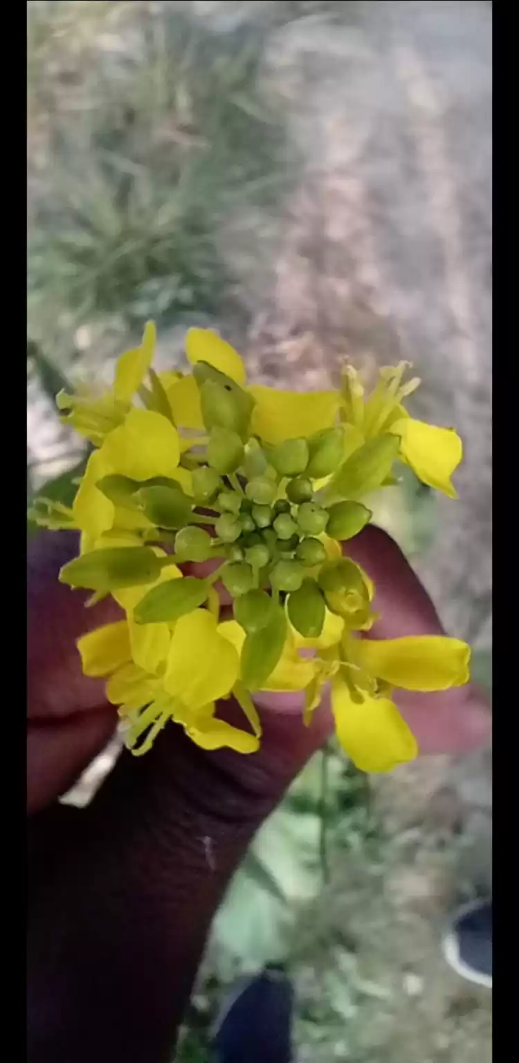 Photo of Nature always surpri