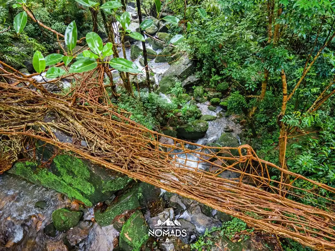 Photo of 'लिविंग रूट ब्रिज' य