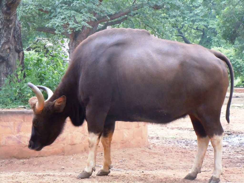 Mysore Zoo And Its Animals - Tripoto